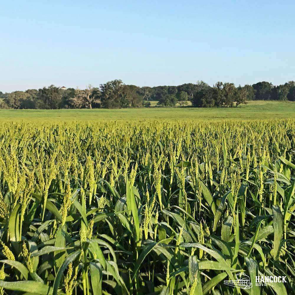 Hancock's Brown Top Millet